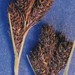 Carex helleri - Photo Hurd, E.G., N.L. Shaw, J. Mastrogiuseppe, L.C. Smithman, and S. Goodrich., sin restricciones conocidas de derechos (dominio público)