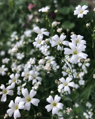 Gypsophila