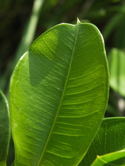 Cryptolepis buchananii