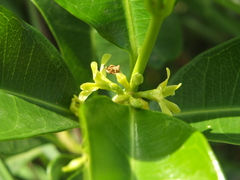 Cryptolepis buchananii
