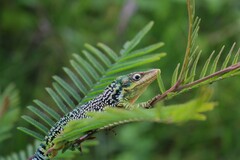 Flat Andes Anole photo 2