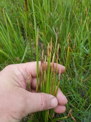 Eleocharis macrostachya