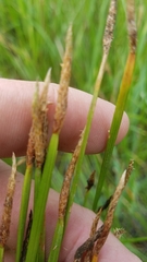 Eleocharis macrostachya