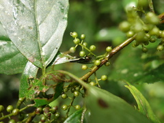 Languriinae