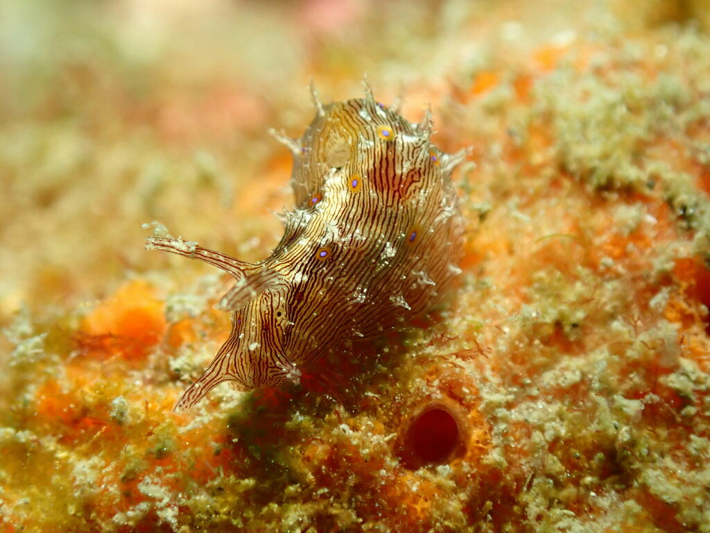 Spiky Sea Hare