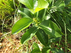 Cryptolepis buchananii