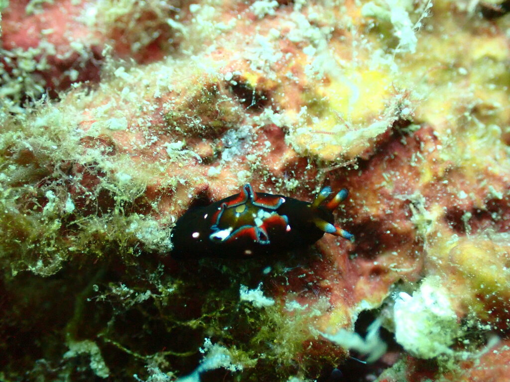 Black-edged Sea Hare