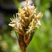 Carex hoodii - Photo (c) Matt Lavin, algunos derechos reservados (CC BY-SA)