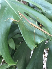Tenodera blanchardi