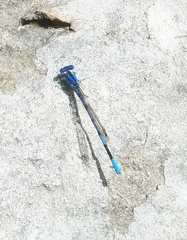 Argia funebris