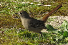 Drymodes brunneopygia