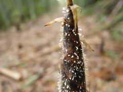 Phyllostachys makinoi