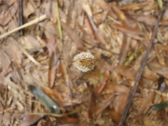 Phyllostachys makinoi