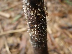 Phyllostachys makinoi