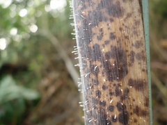 Phyllostachys makinoi