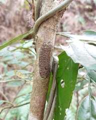 Pyrops watanabei