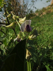 Crotalaria verrucosa