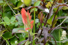 Castilleja miniata dixonii