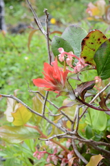 Castilleja miniata dixonii