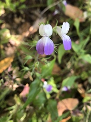 Collinsia multicolor