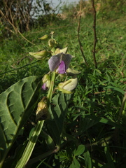 Crotalaria verrucosa
