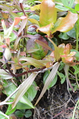 Castilleja miniata dixonii