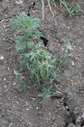 David's spurge