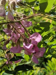 Robinia hispida