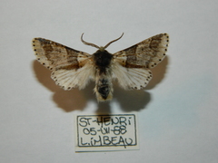 Furcula scolopendrina