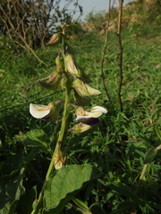 Crotalaria verrucosa