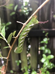 Psilogramma menephron