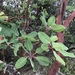 Texas Madrone - Photo (c) rloera, some rights reserved (CC BY-NC)