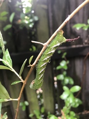 Psilogramma menephron