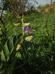 Crotalaria verrucosa