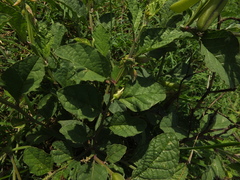 Crotalaria verrucosa