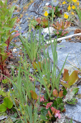 Image of Sisyrinchium littorale by (c) Alison Northup, some rights reserved (CC BY)