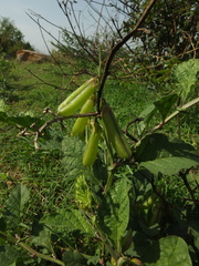 Crotalaria verrucosa