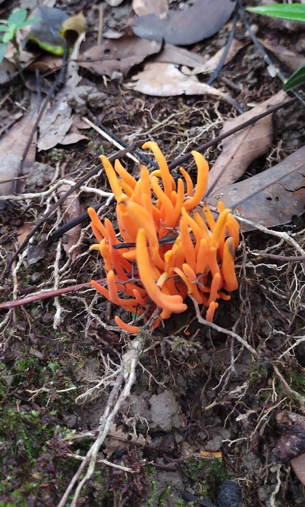Clavulinopsis aurantiocinnabarina · July 2024 · photo: © agnestrekker (iNaturalist, CC)
