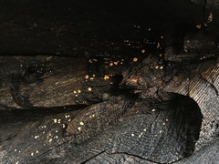 Capitotricha bicolor