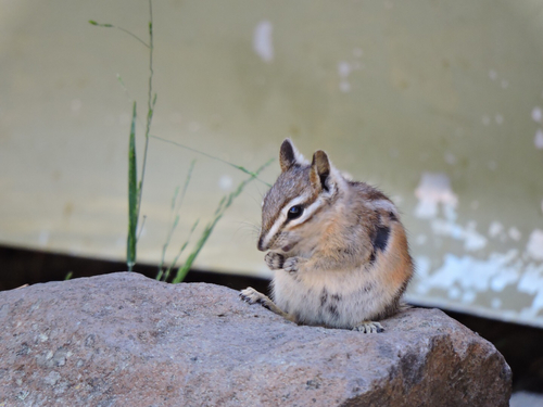 iNaturalist observation photo of Long-eared Chipmunk