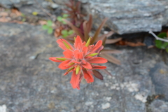Castilleja miniata dixonii