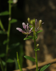 Cleome monophylla