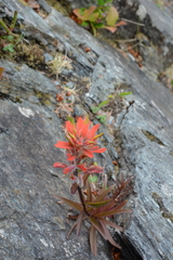 Castilleja miniata dixonii