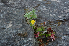Potentilla villosa