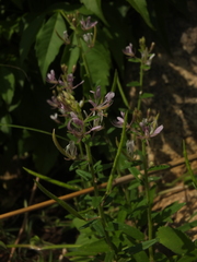 Cleome monophylla