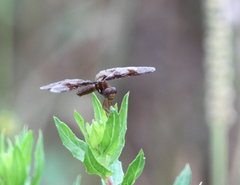 Perithemis tenera