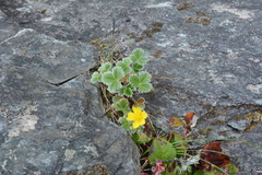Potentilla villosa