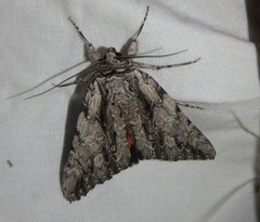 Catocala coccinata