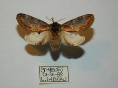 Notodonta scitipennis