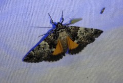 Allotria